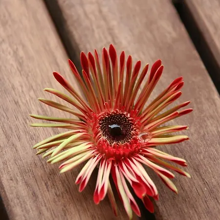 Sole E Girasoli Oda ve Kahvaltı Santa Croce Camerina
